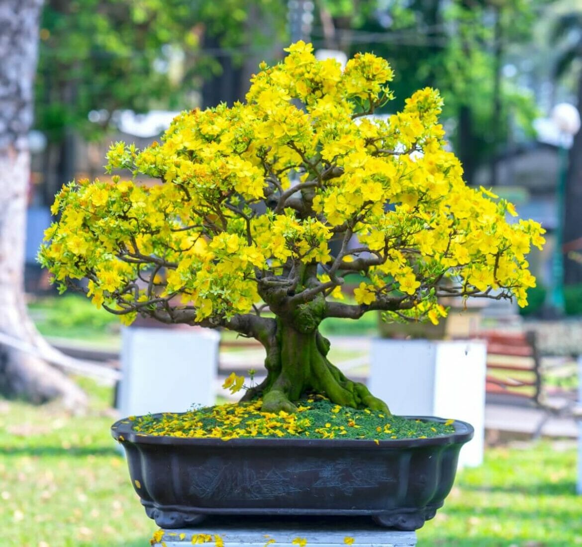 Bonsai Tree Meaning, Symbolism and 16 Popular Types Petal Republic