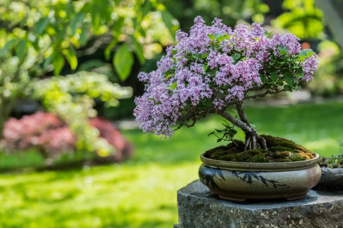 Bonsai Tree Meaning, Symbolism and 16 Popular Types Petal Republic