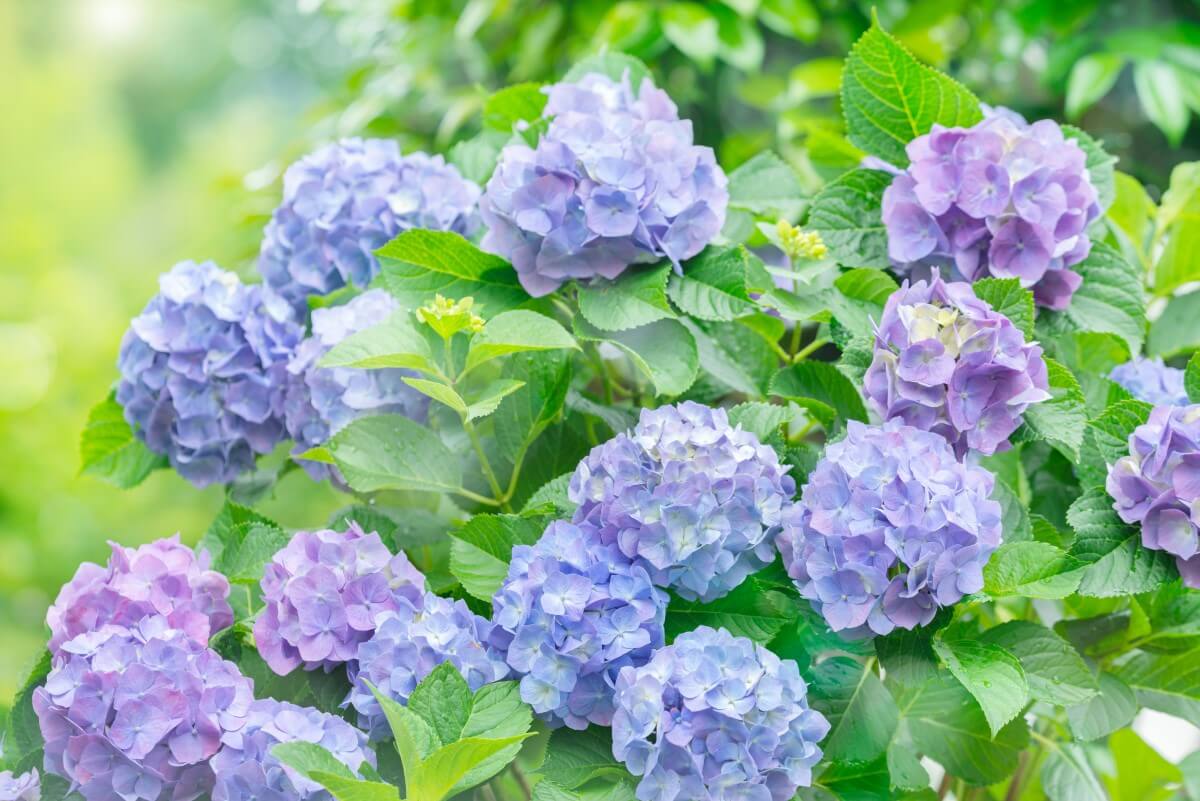 Hydrangea Light Requirements Finding the Perfect Balance Petal Republic