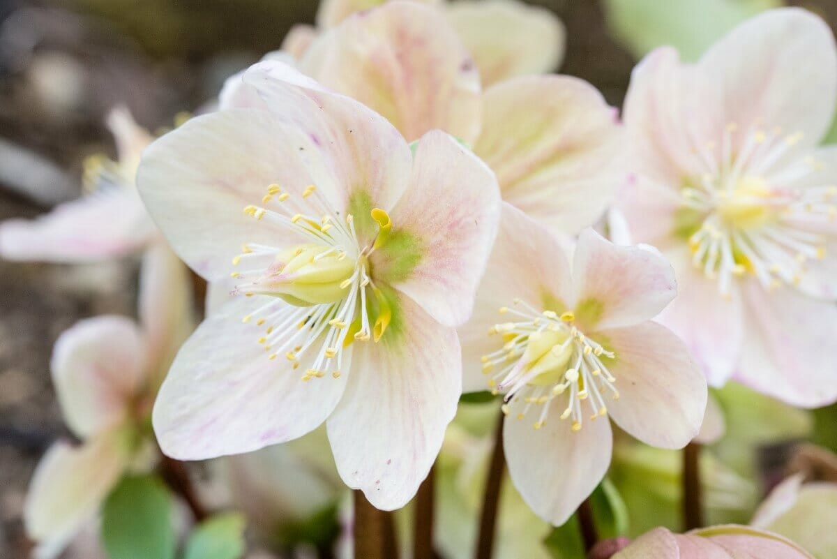 Ultimate Guide to Hellebore Flower Meaning and Symbolism Petal Republic