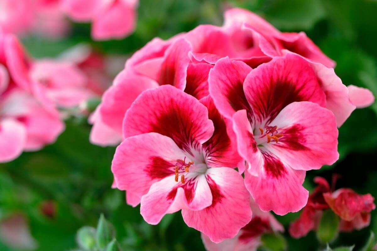 Ultimate Guide to Zodiac Flowers Based on Your Astrological Sign