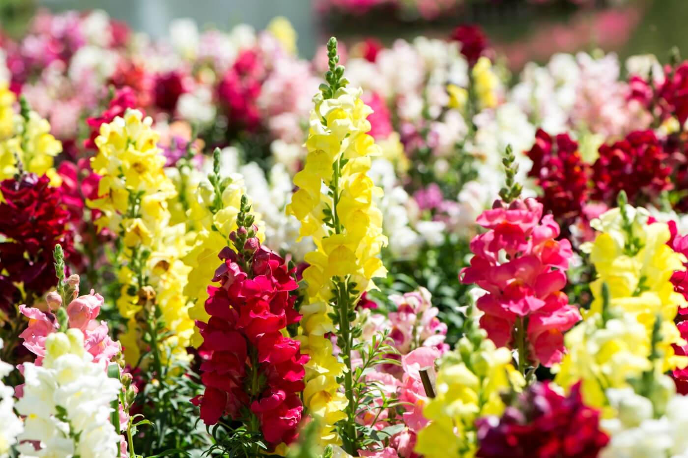 Ultimate Guide to Snapdragon Flower Meaning and Symbolism Petal Republic