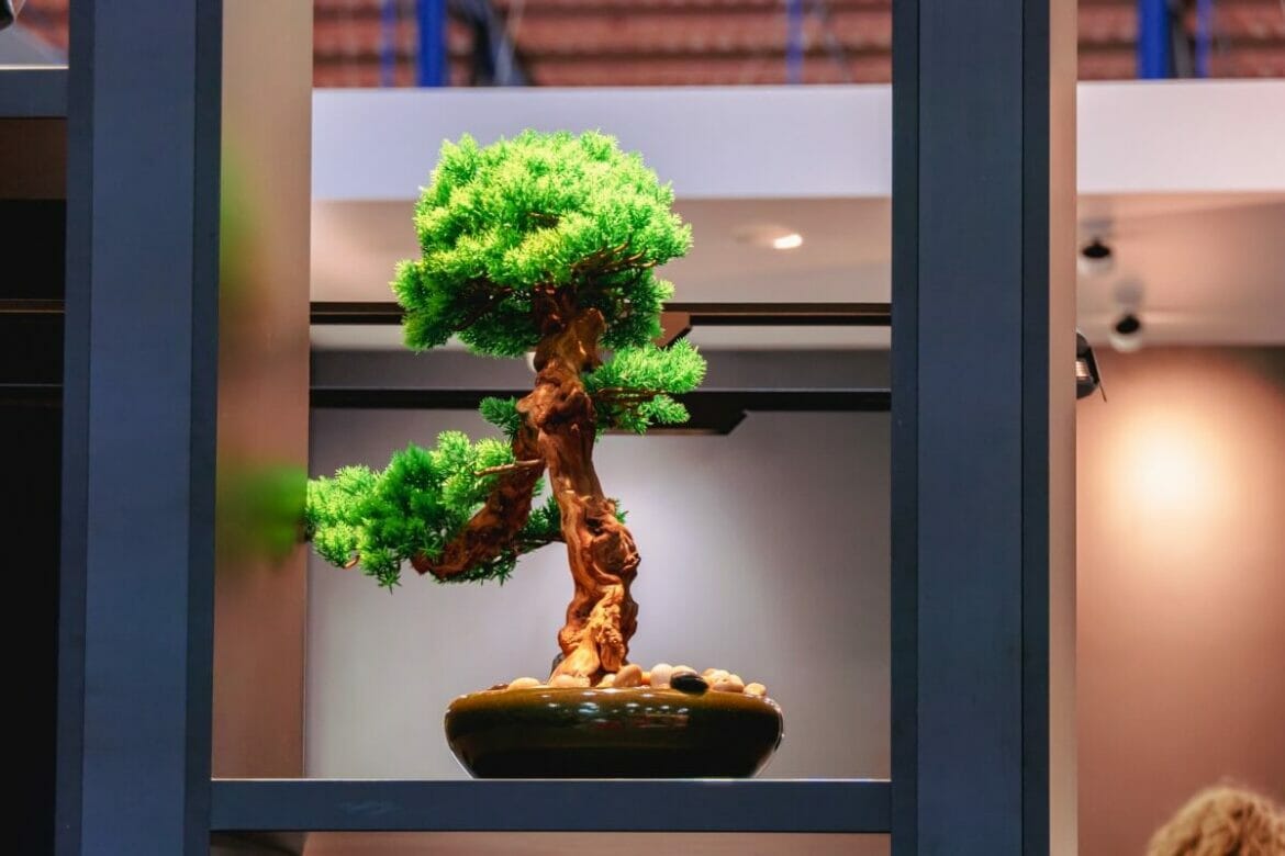 Bonsai Tree Meaning, Symbolism and 16 Popular Types Petal Republic