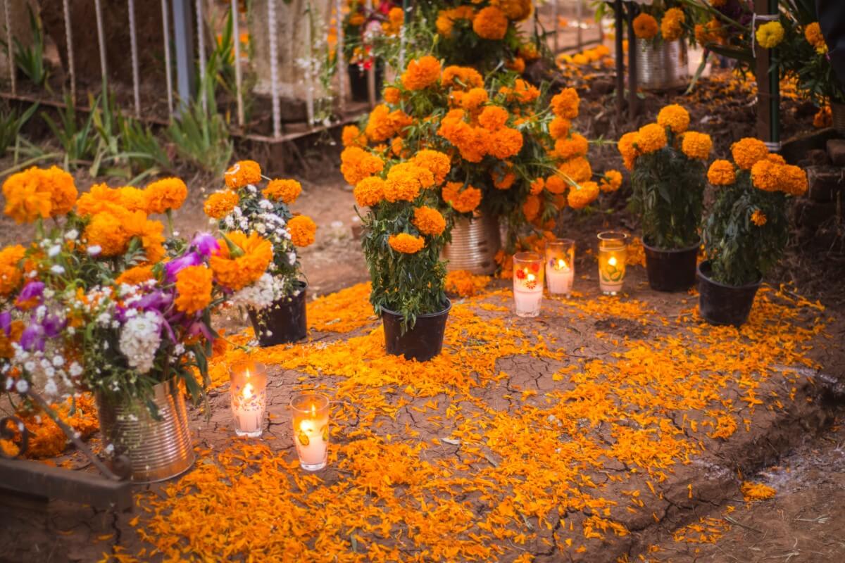 Ultimate Overview to Day of the Dead Flowers (Día de los Muertos) My Blog