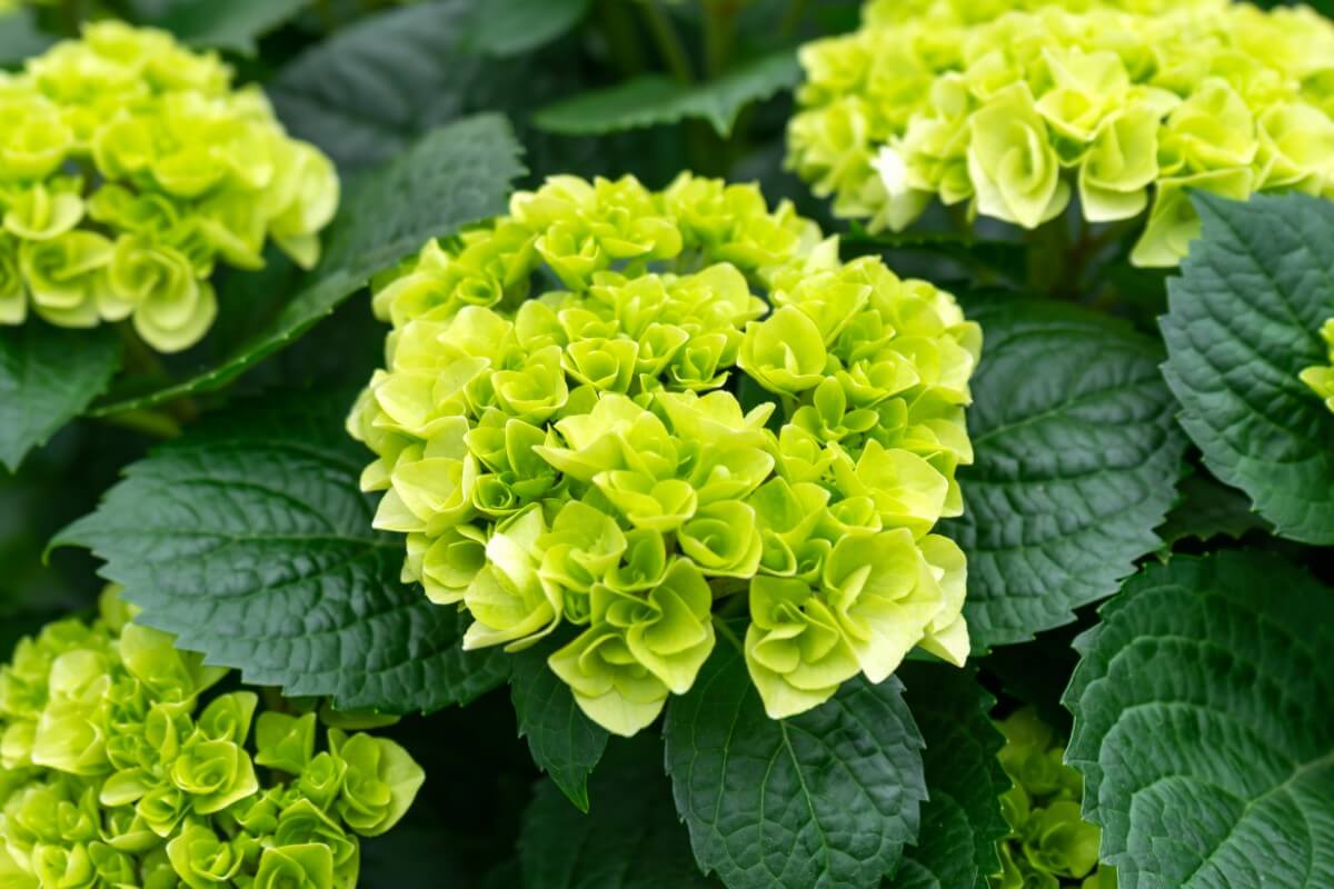 What Colors do Hydrangeas Come In? (Essential Guide) Petal Republic