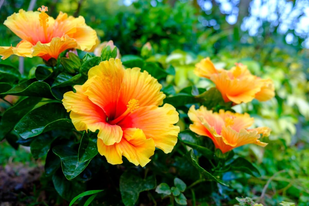 75 Types of Orange Flowers With Photos