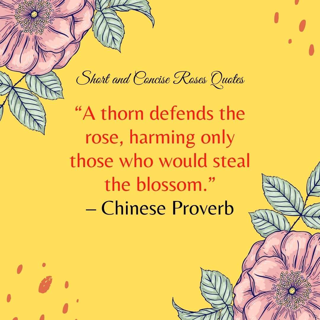 90+ Best Rose Quotes and Messages Petal Republic