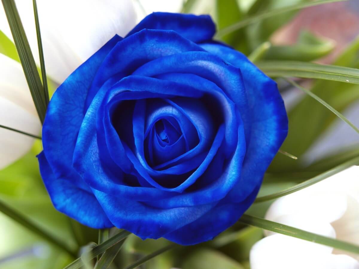 Ultimate Guide to Blue Rose Meaning and Symbolism Petal Republic