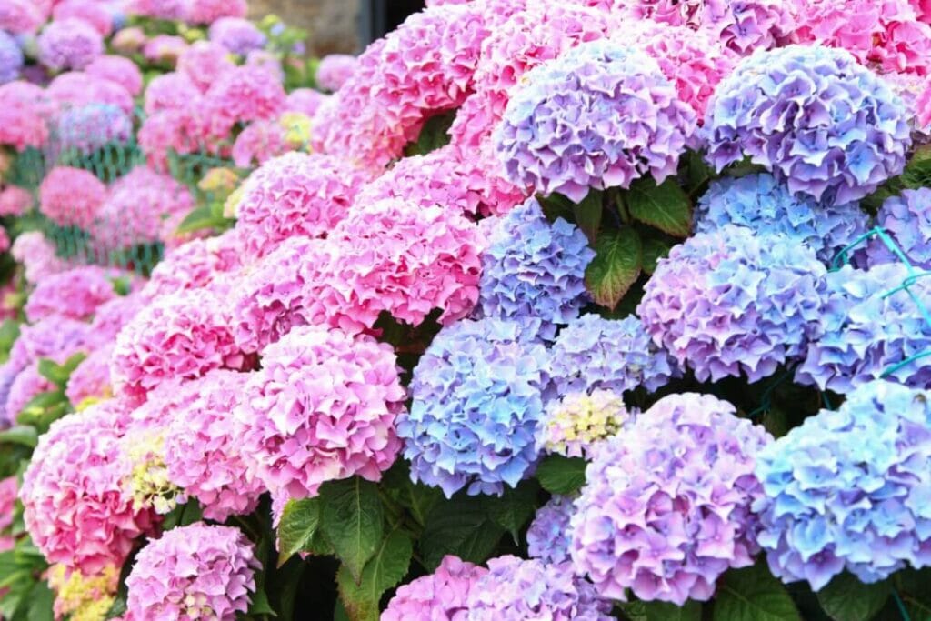 How To Fertilize Hydrangeas (Essential Guide) Petal Republic