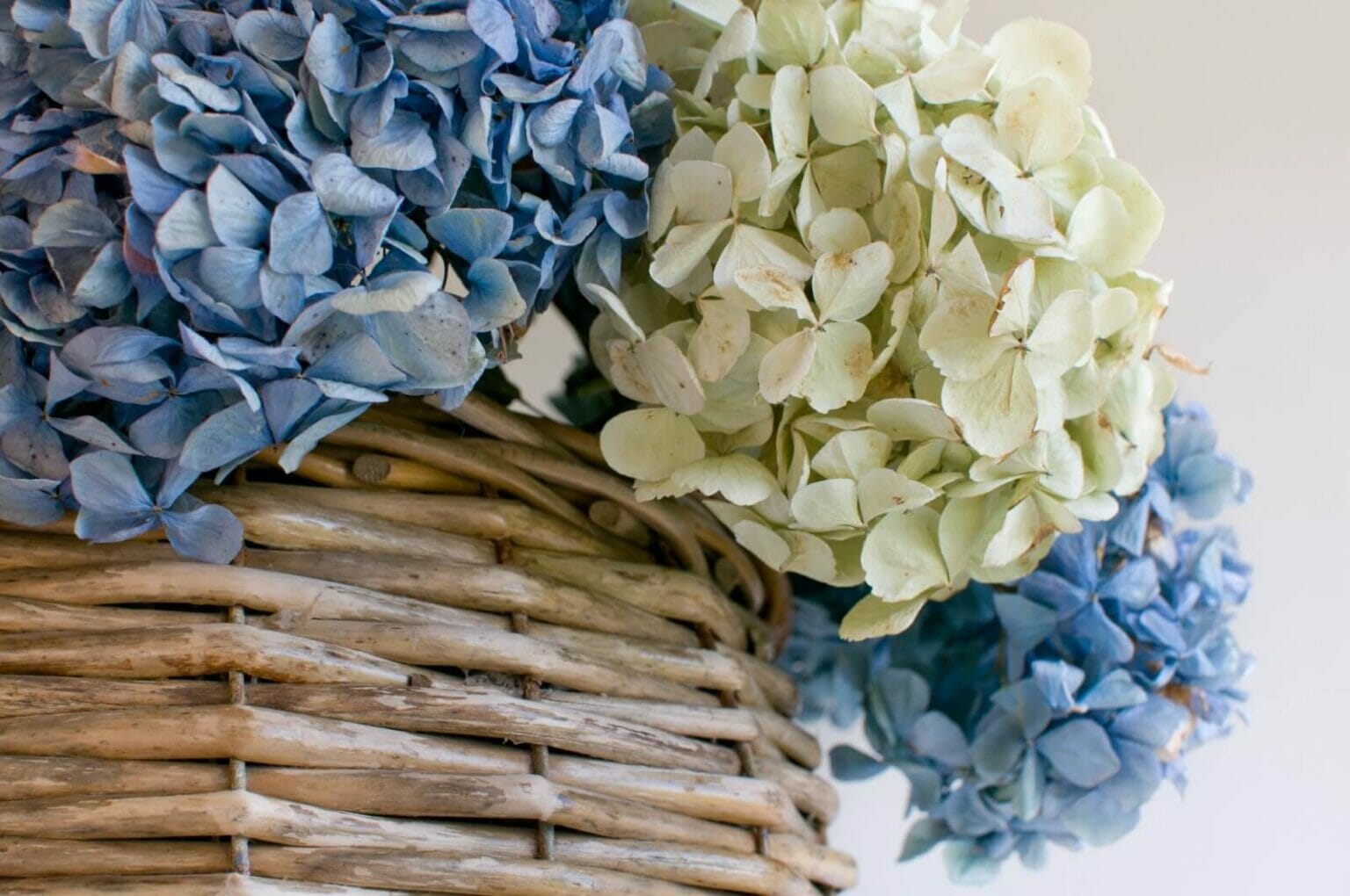 How to Dry and Preserve Hydrangea Flowers the Easy Way Petal Republic
