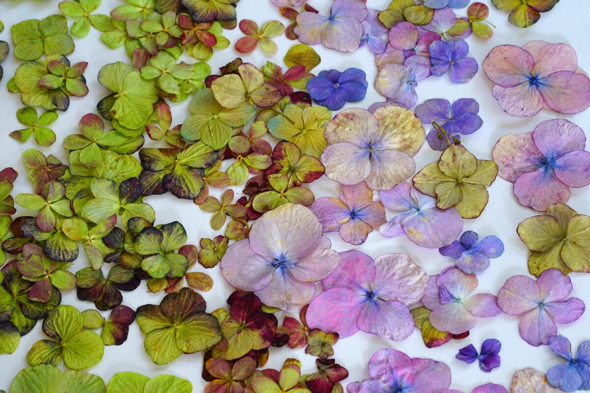 Preserving Hydrangea Flowers Tips and Techniques Petal Republic