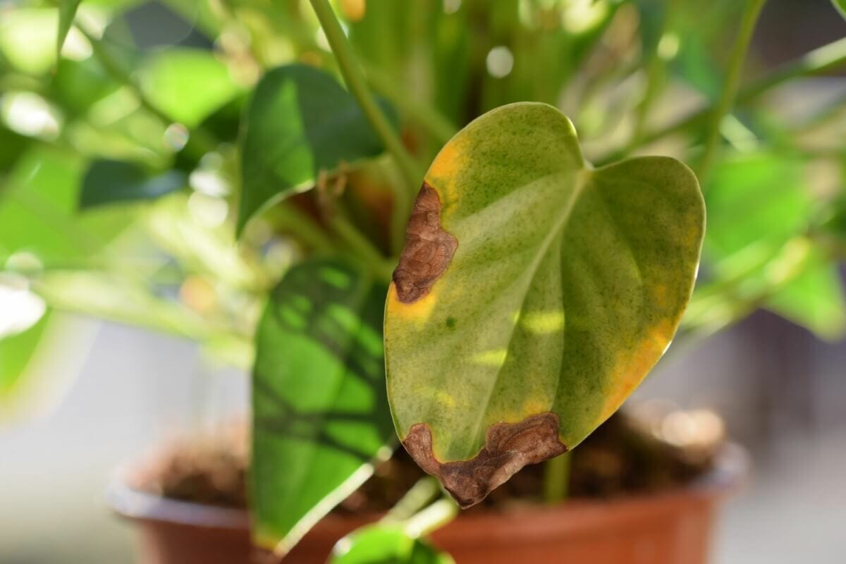 How to Fix Anthurium Leaves Turning Yellow or Brown Petal Republic