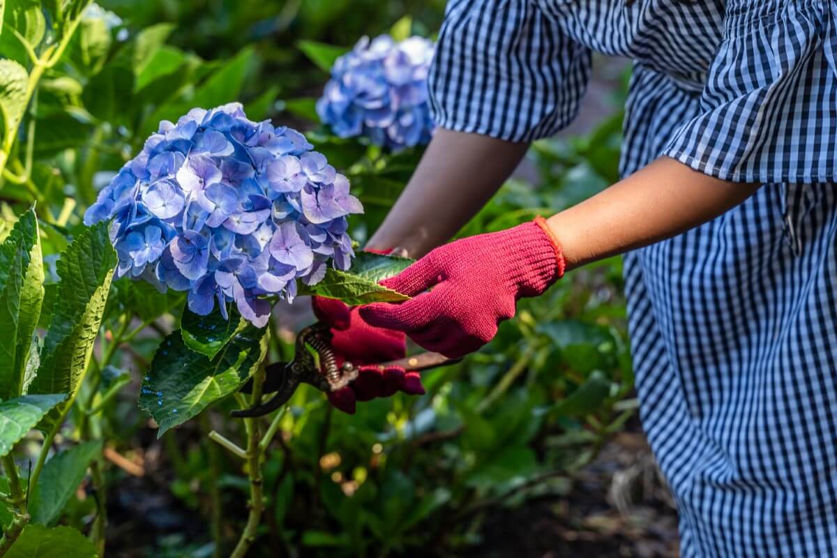 Hydrangea Care When Is Pruning Season? Petal Republic