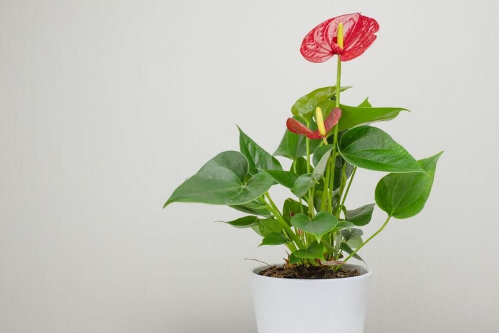 How to Propagate and Divide Anthurium Plants at Home Petal Republic