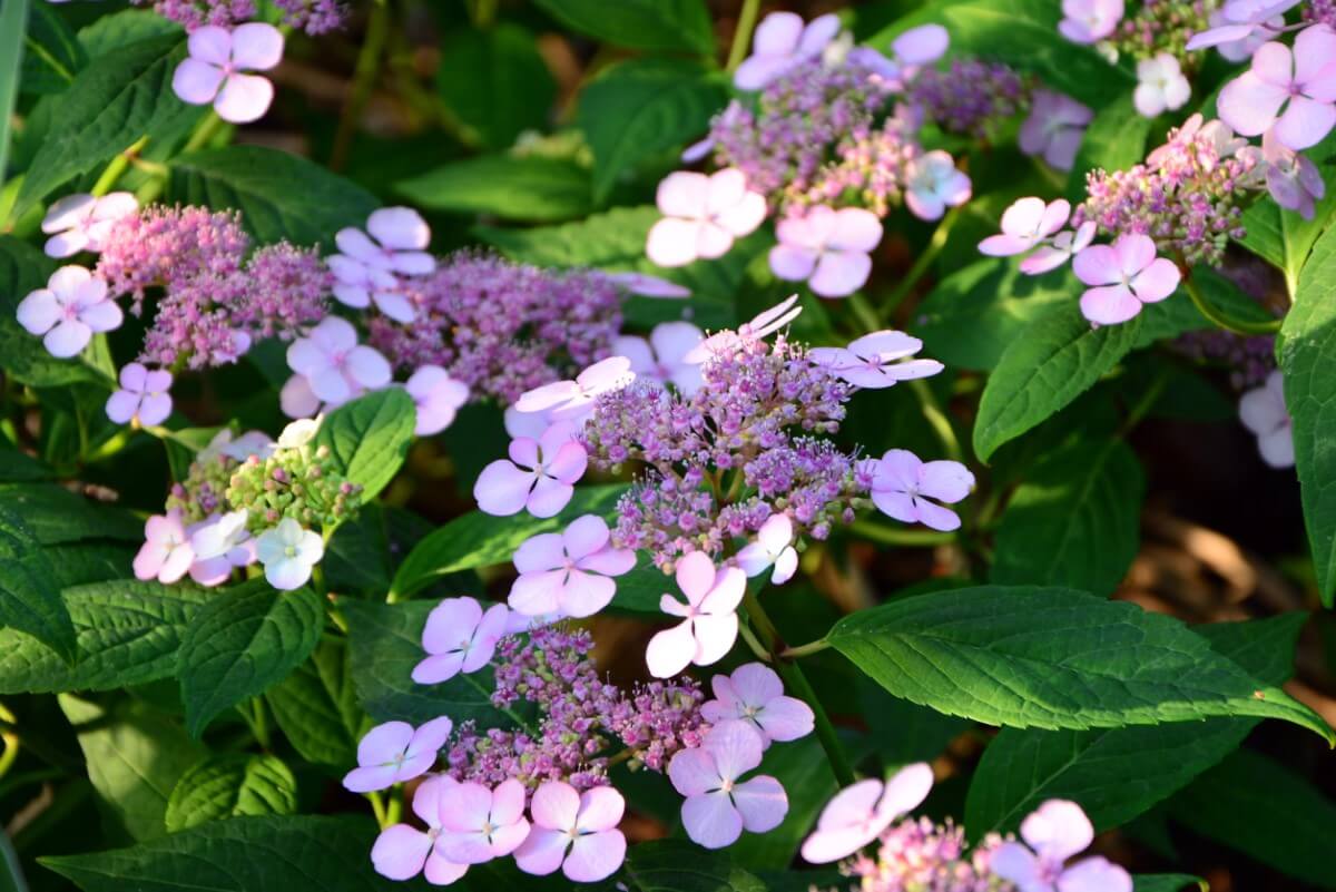 How Tall and Wide Do Hydrangeas Grow? (Essential Guide) Petal Republic