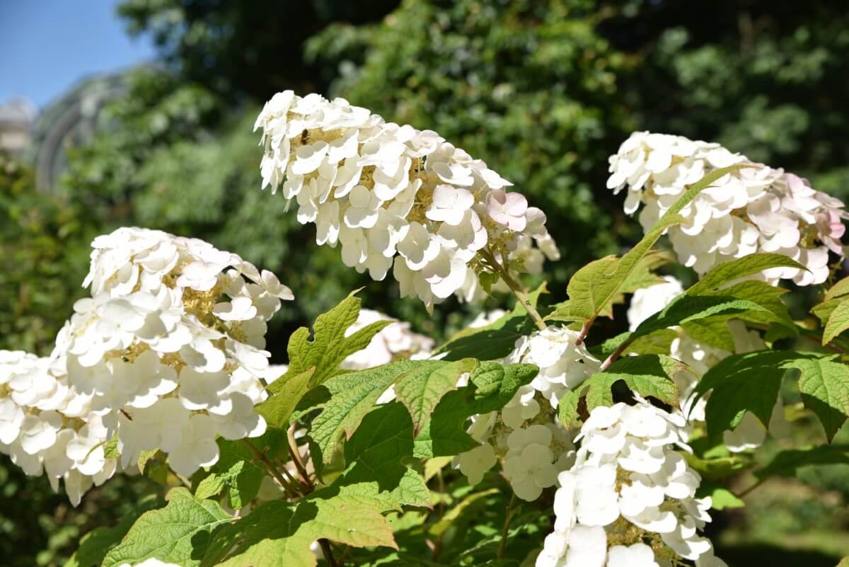 Hydrangea Care When Is Pruning Season? Petal Republic