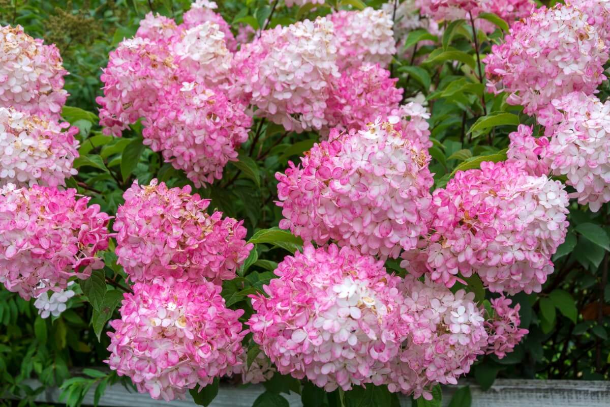 When Do You Cut Down Hydrangeas? (Crucial Overview) My Blog