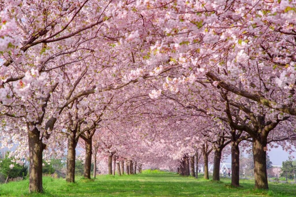 Cherry Blossom Meaning in the Language of Flowers Petal Republic