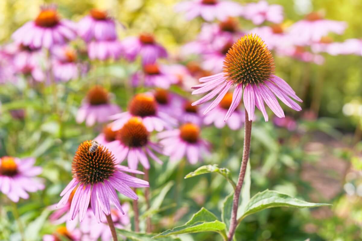 What Colors do Coneflowers Come In? (Essential Guide) Petal Republic