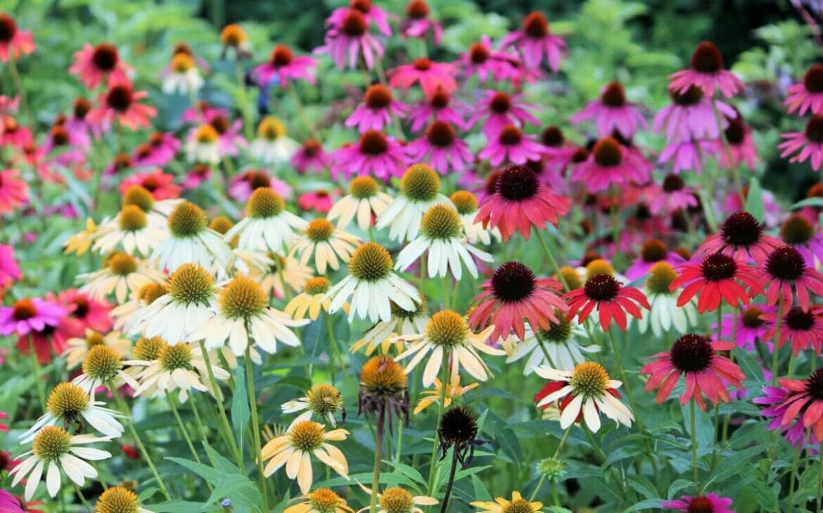 How Much Sunlight Do Coneflowers Need? Petal Republic