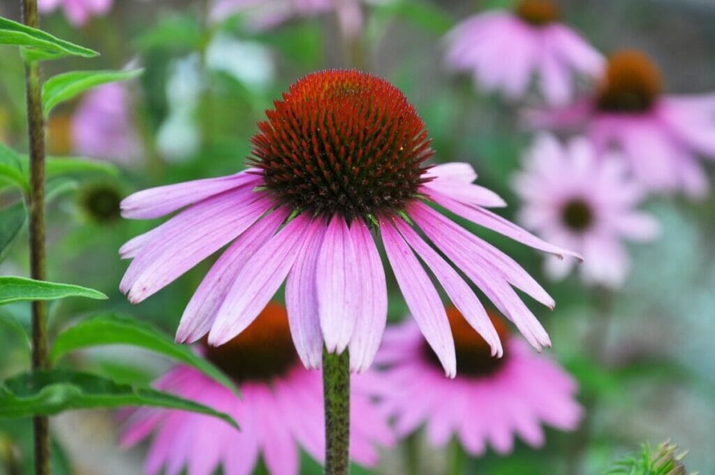 Echinacea 101 Beginner Tips for Cultivating Coneflowers Petal Republic