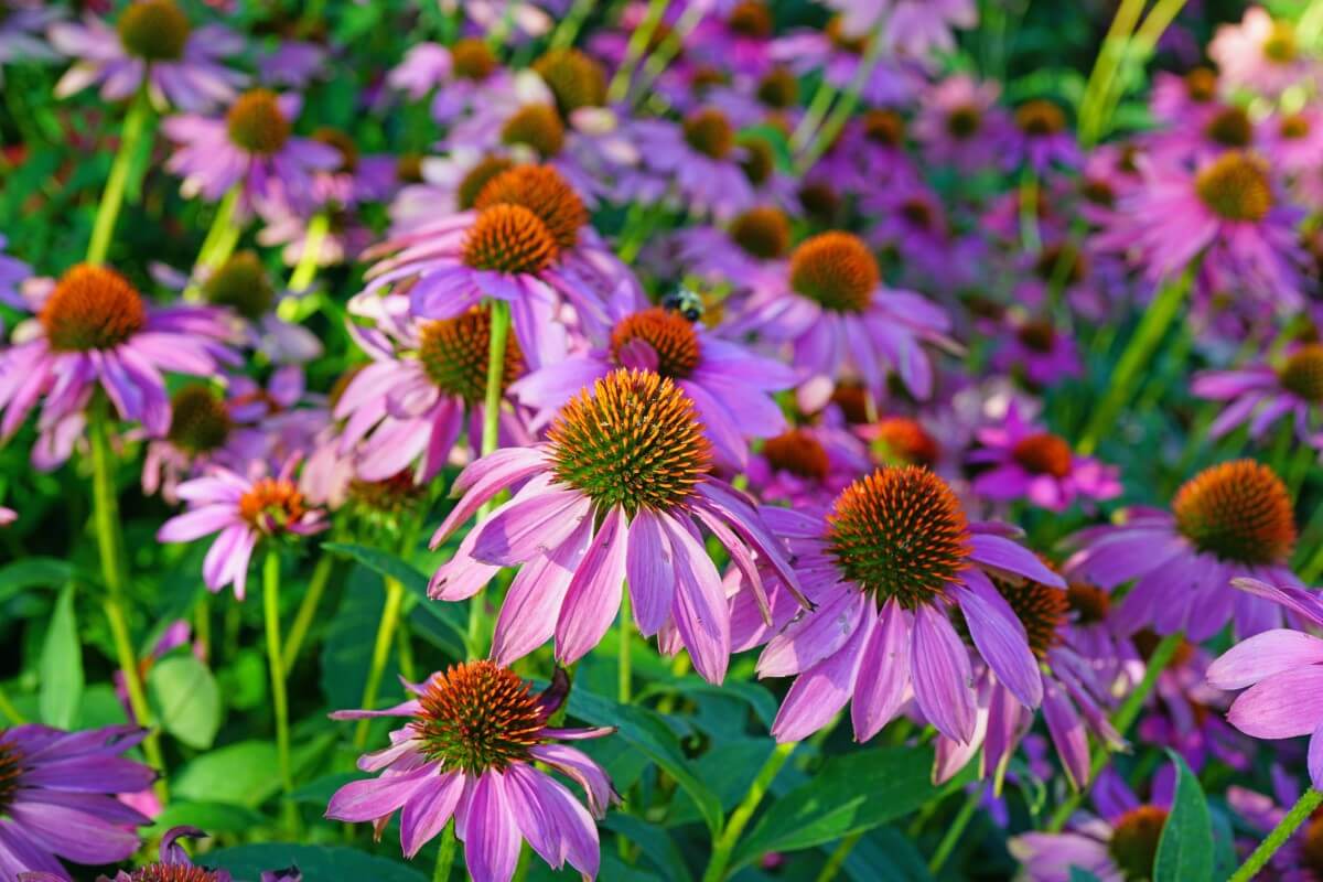 How Much Sunlight Do Coneflowers Need? Petal Republic