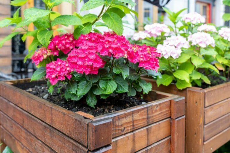 Creating the Perfect Soil for Hydrangeas Tips and Tricks Petal Republic