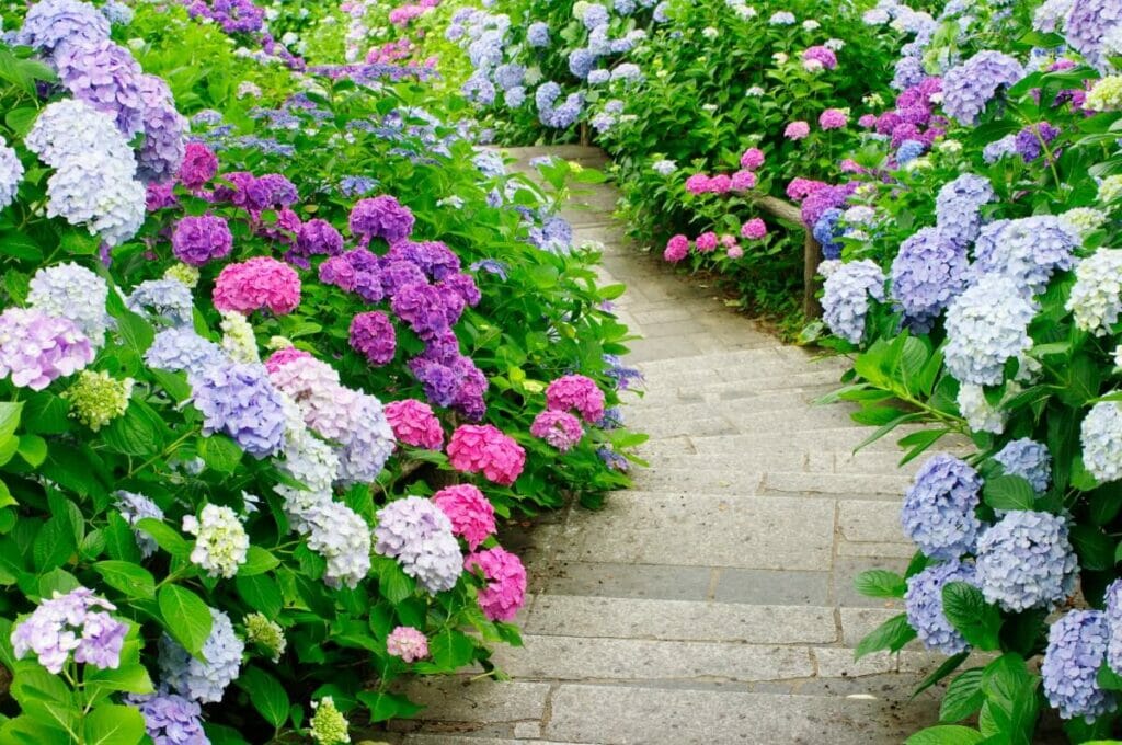 The Best Soil for Hydrangeas Essential Tips For Preparing Your Garden