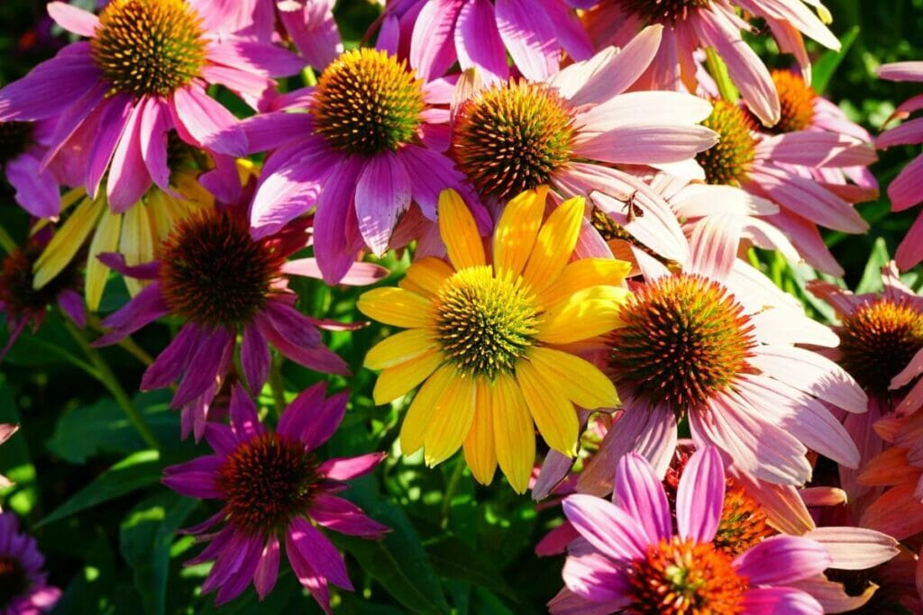 How Much Sunlight Do Coneflowers Need? Petal Republic