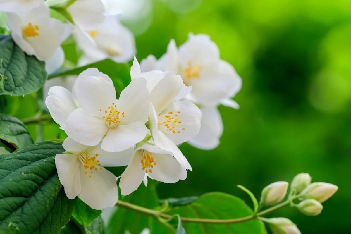 18 Beautiful Mock Orange Varieties (Philadelphus) Petal Republic