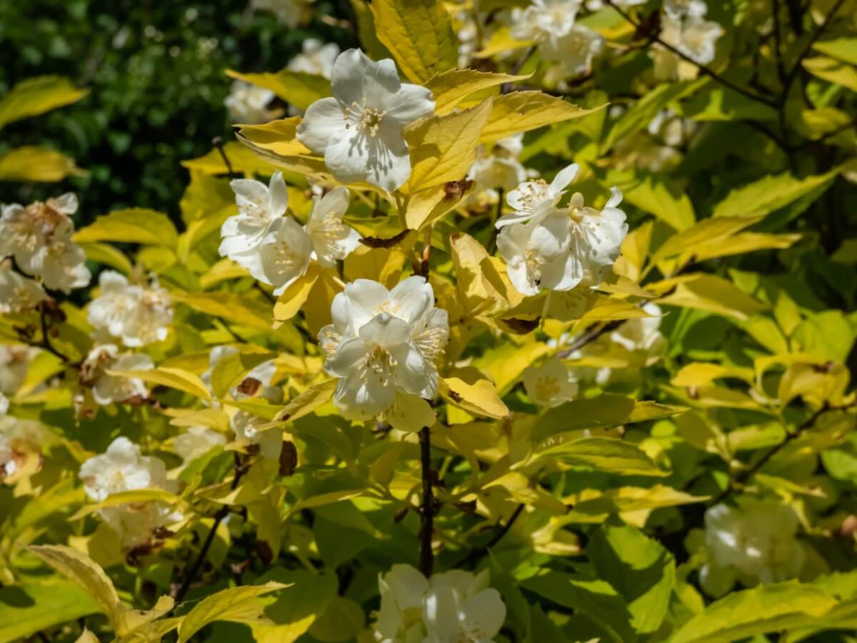 18 Beautiful Mock Orange Varieties (Philadelphus) Petal Republic