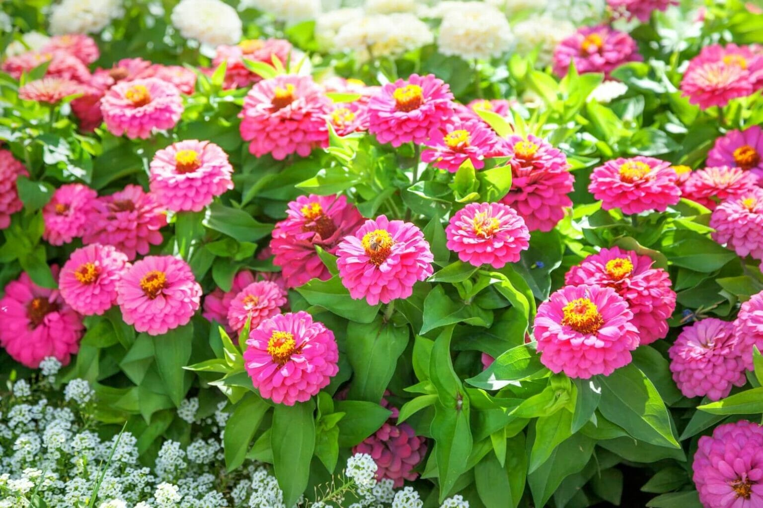 How to Fertilize Zinnia Flowers for Optimal Blooming Petal Republic