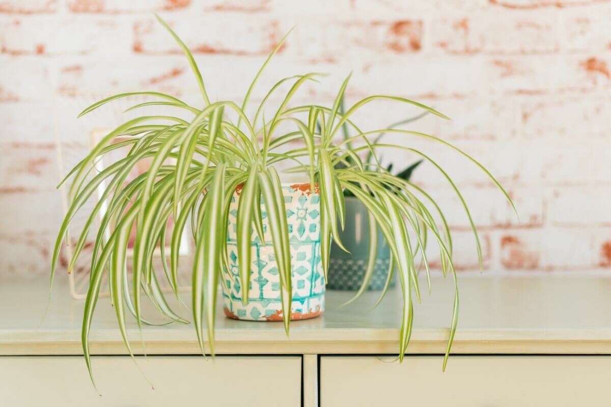 Drooping or Wilting Spider Plants (9 Common Causes) Petal Republic