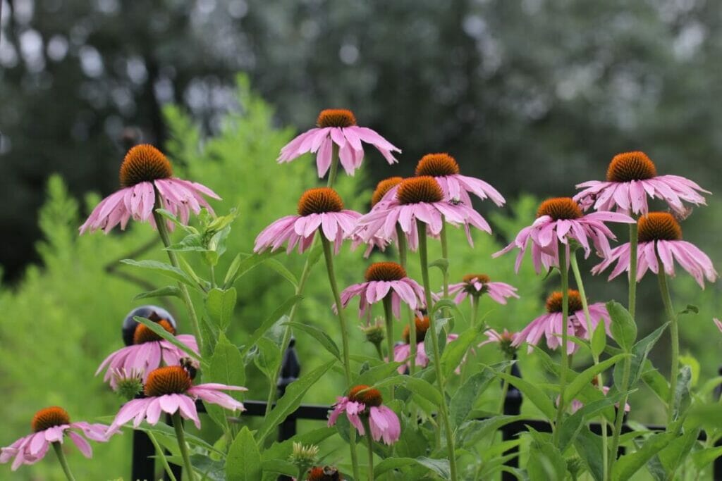 Coneflower Gardening Best Practices for Cutting Back Petal Republic