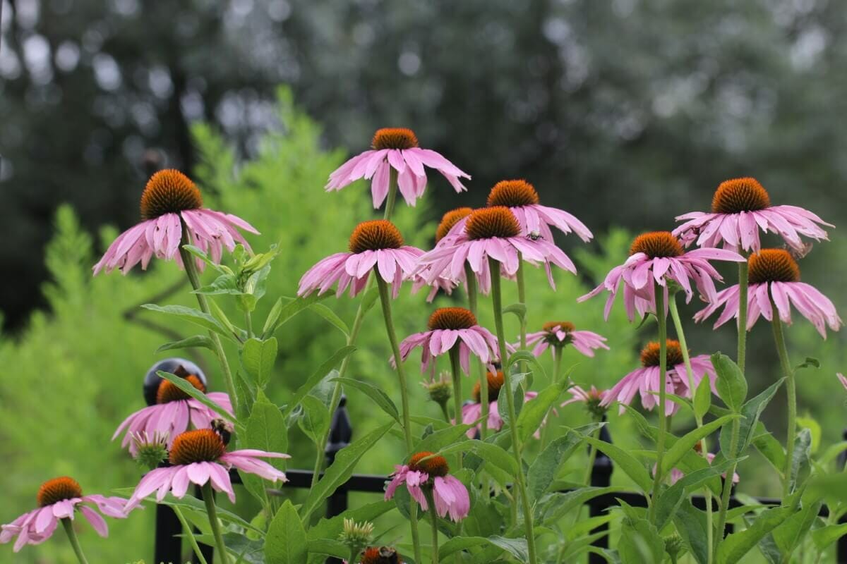When to Cut Back and Prune Coneflowers Each Season Petal Republic