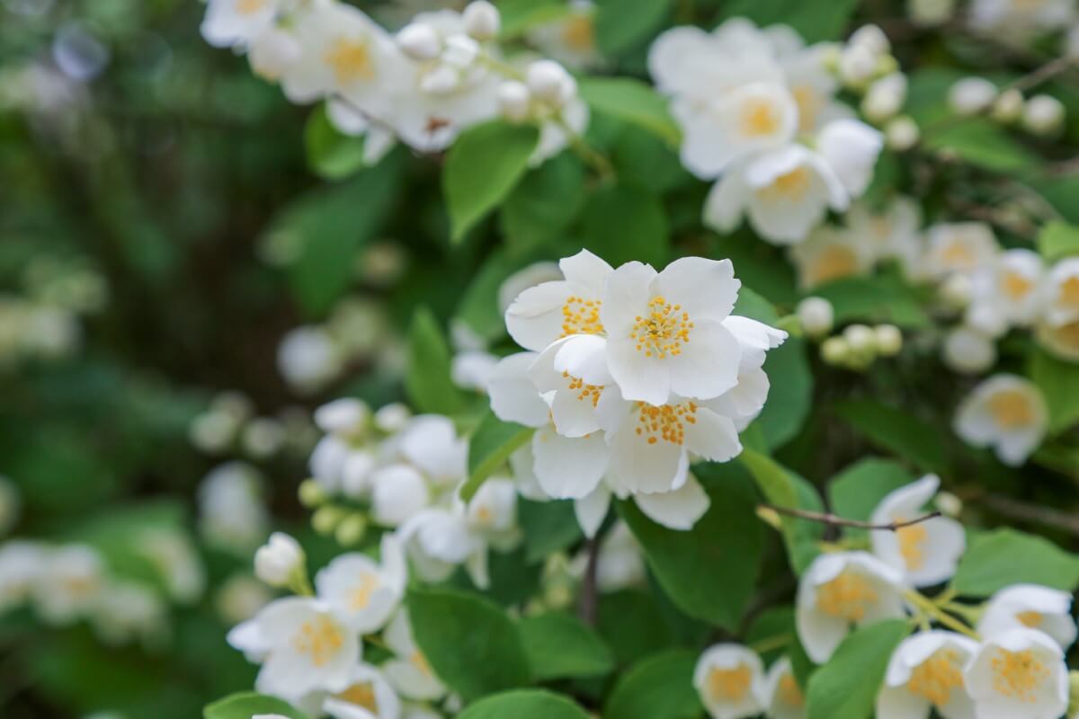 18 Beautiful Mock Orange Varieties (Philadelphus) Petal Republic