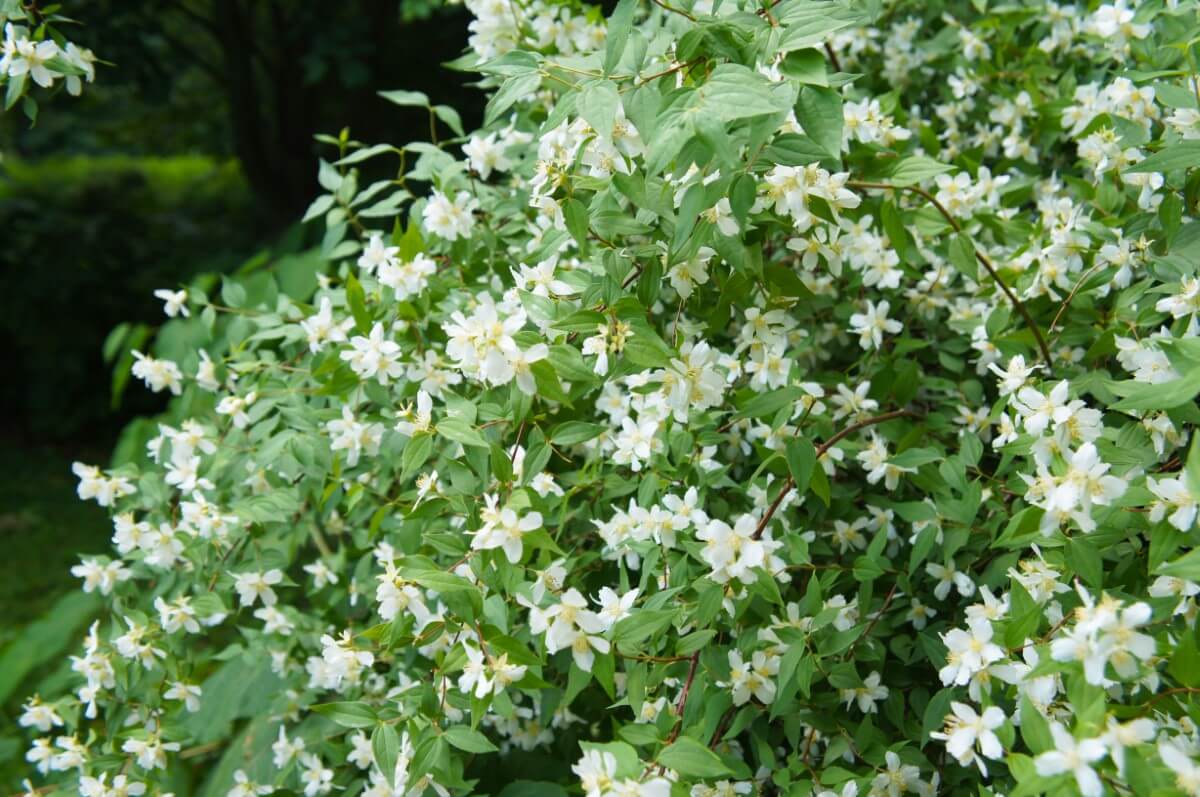 18 Beautiful Mock Orange Varieties (Philadelphus) Petal Republic