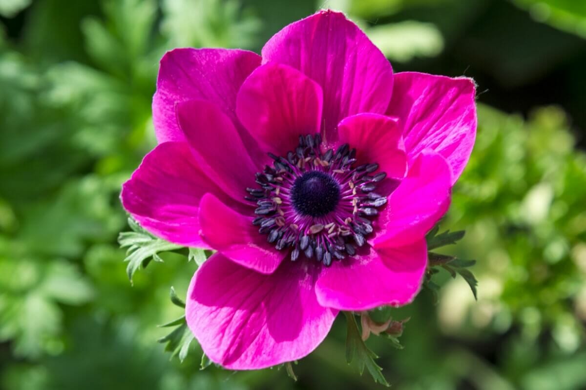 What Colors Do Anemone Flowers Come In? Petal Republic