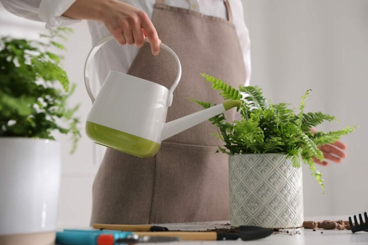 How to Successfully Repot a Boston Fern (Essential Guide) Petal Republic