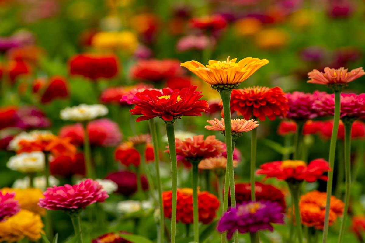 Zinnia Gardening Soil Preparation for a Stunning Display Petal Republic