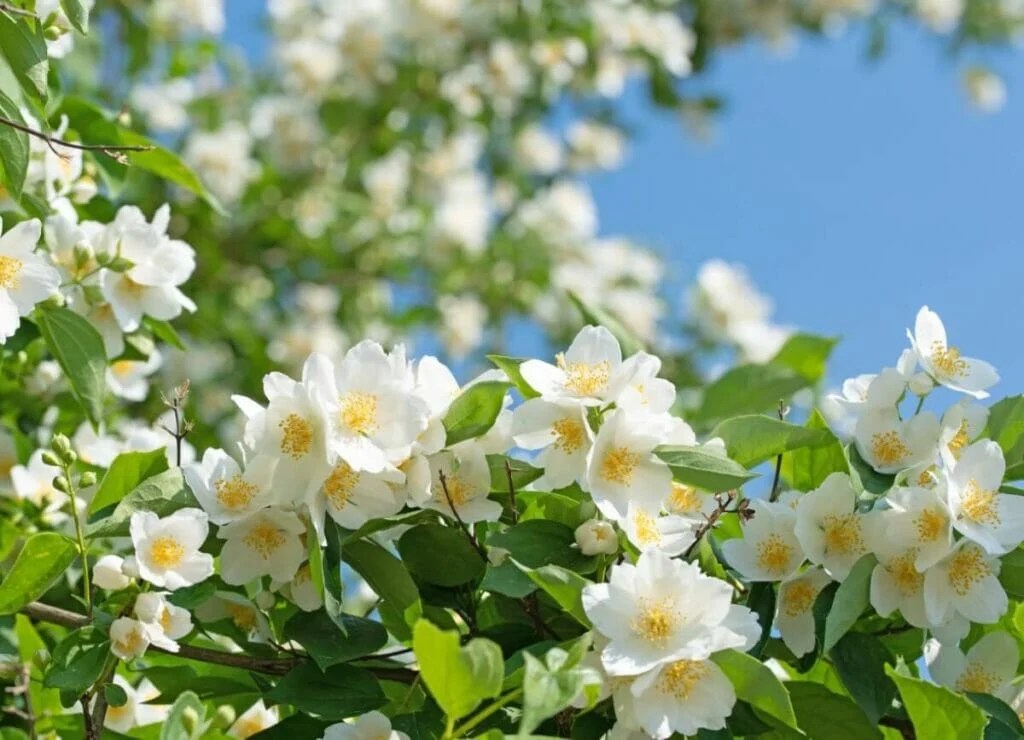 Mock Orange (Philadelphus) Meaning in the Language of Flowers Petal