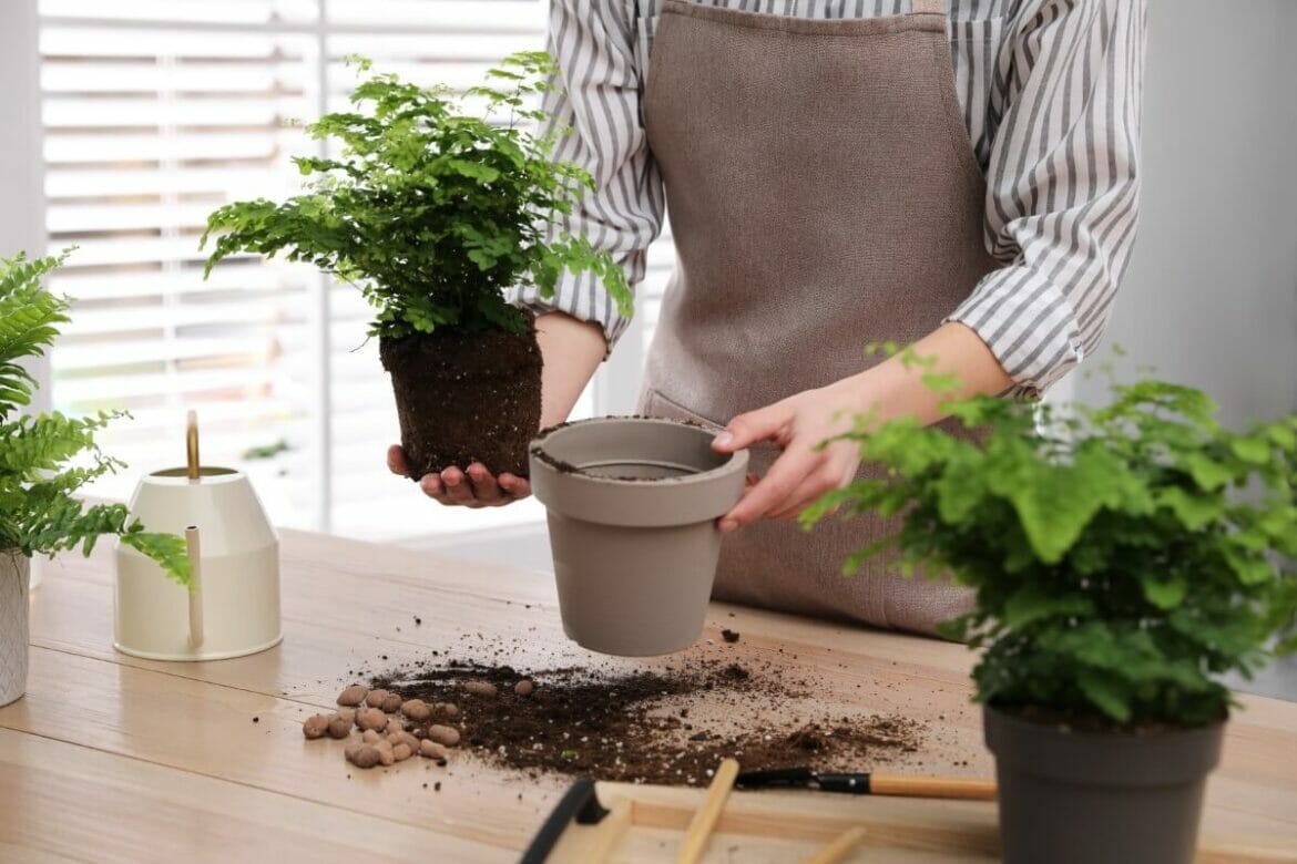 How to Successfully Repot a Boston Fern (Essential Guide) Petal Republic