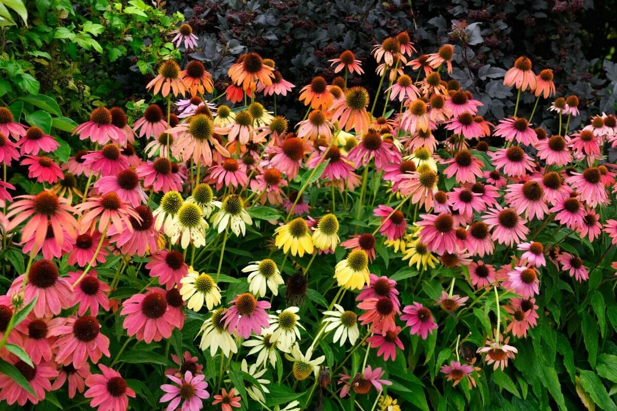 When Do You Cut Back Coneflowers? (Essential Guide) Petal Republic