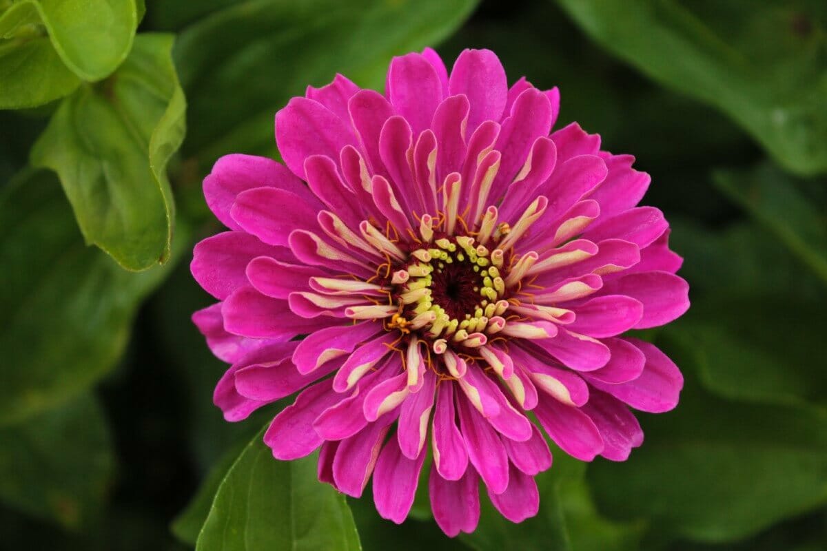 43 Popular Types of Zinnia Flowers Petal Republic