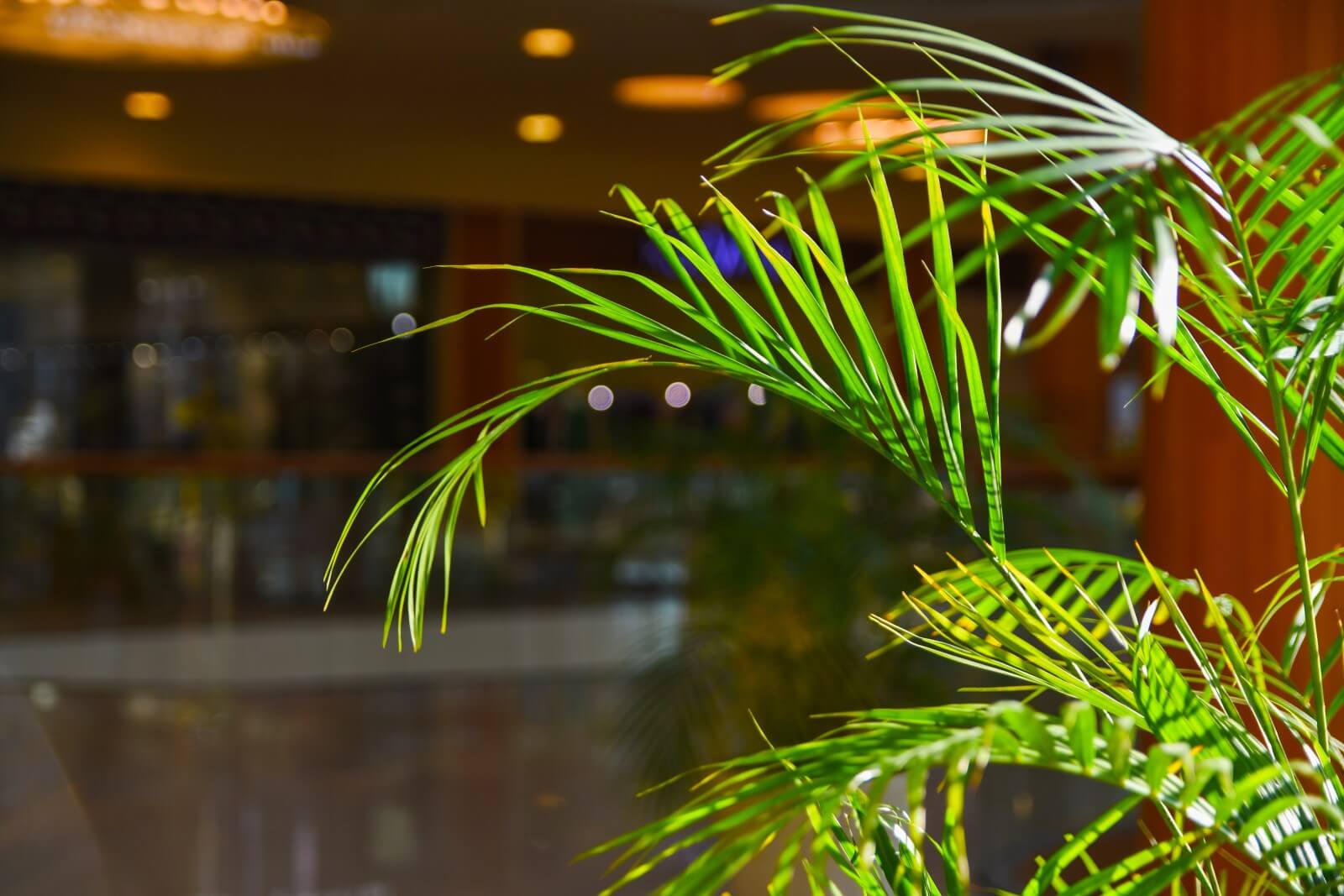 11 Common Causes of Brown Tips on Areca Palms Petal Republic