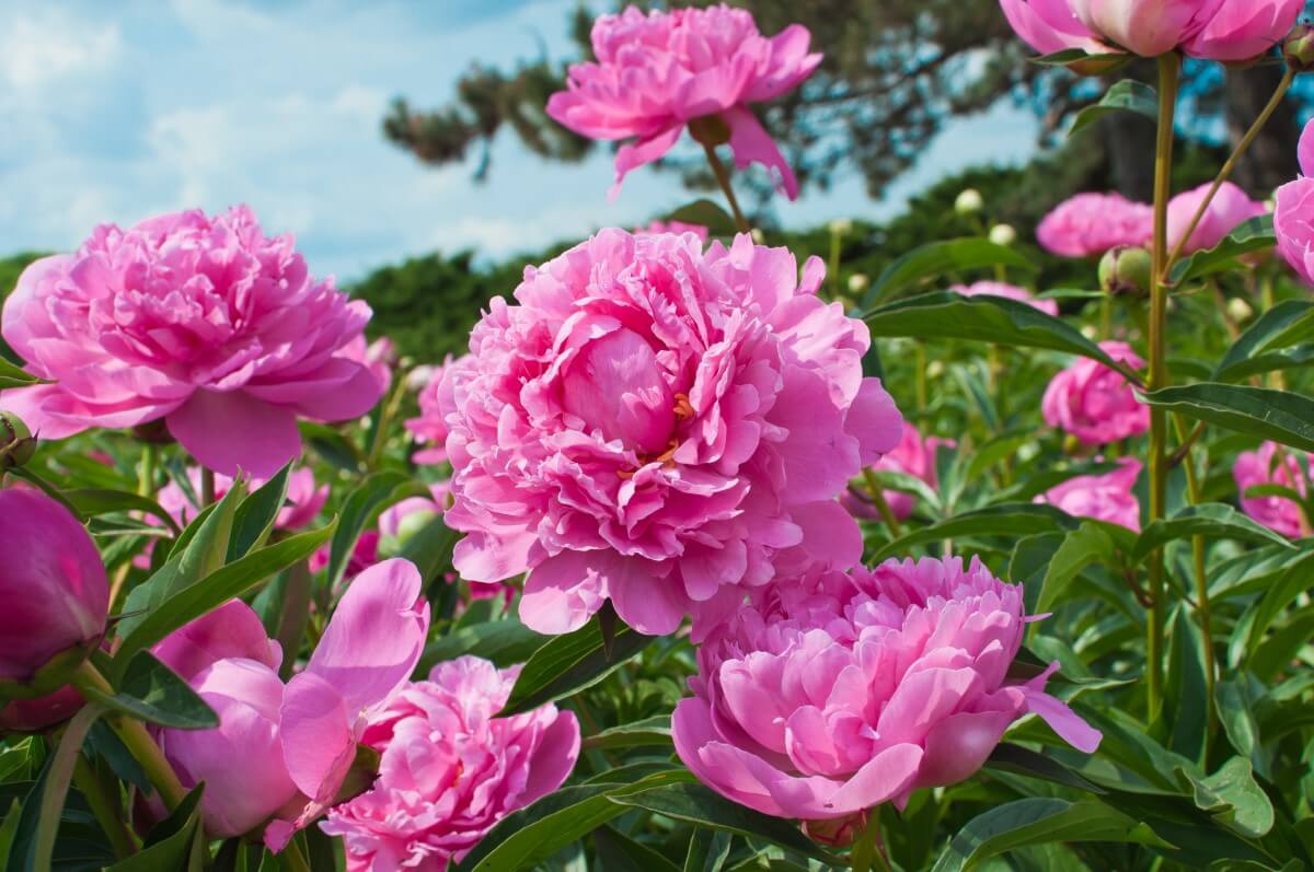 When and How to Water Peonies (Essential Guide) Petal Republic