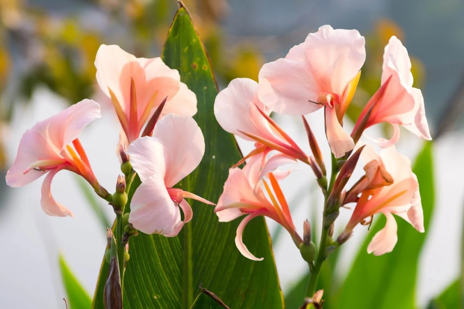 Canna Lily Meaning and Symbolism in the Language of Flowers Petal