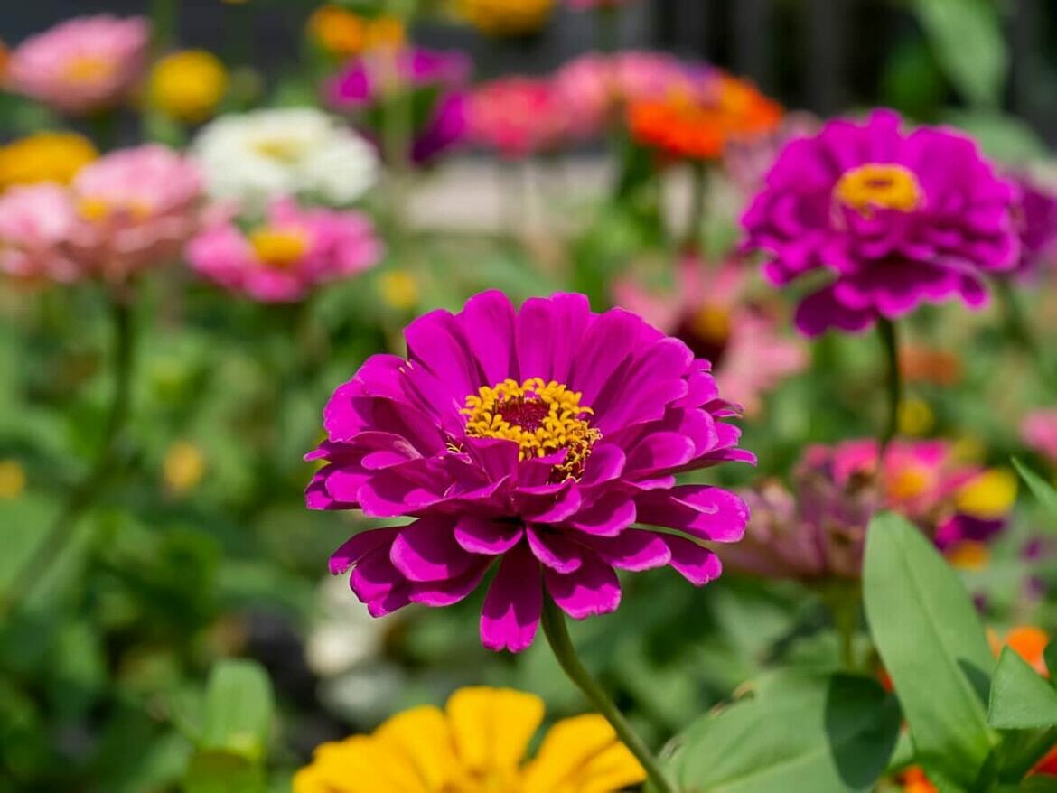 How Long Do Zinnias Take to Flower? Petal Republic