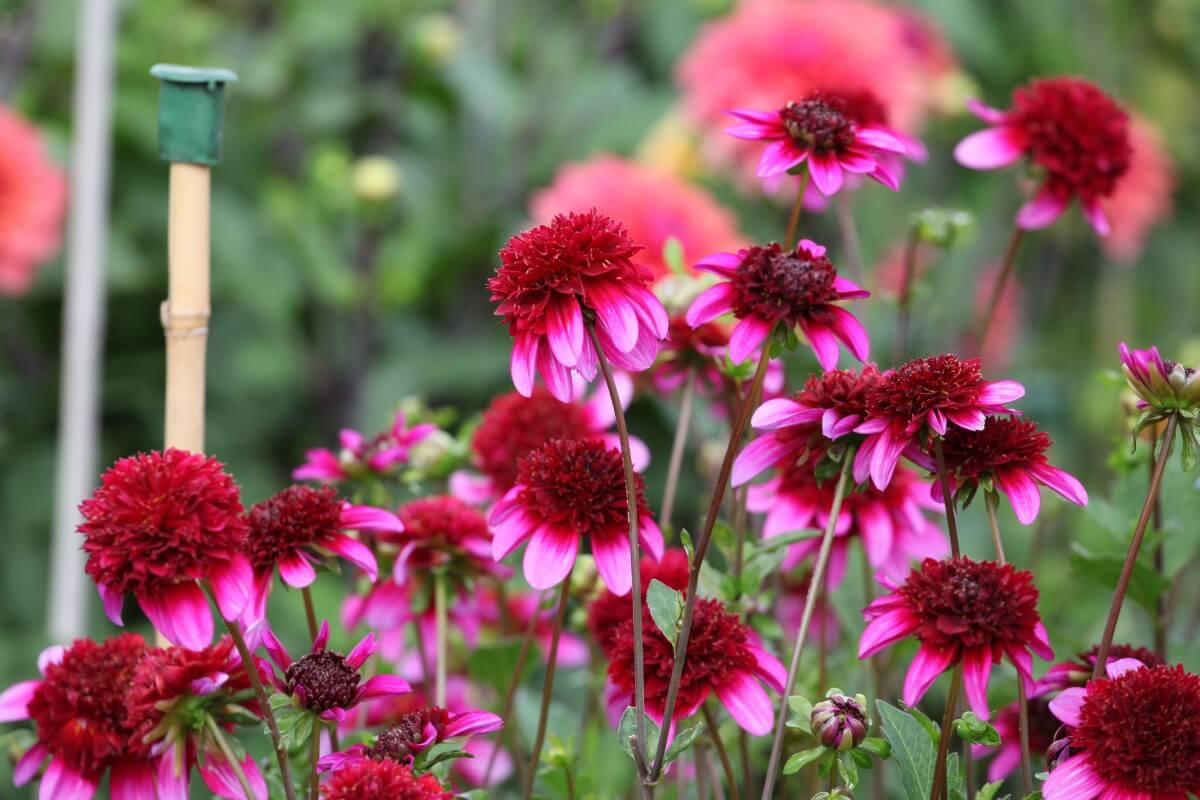 How to Cut Back and Deadhead Anemone Flowers Petal Republic