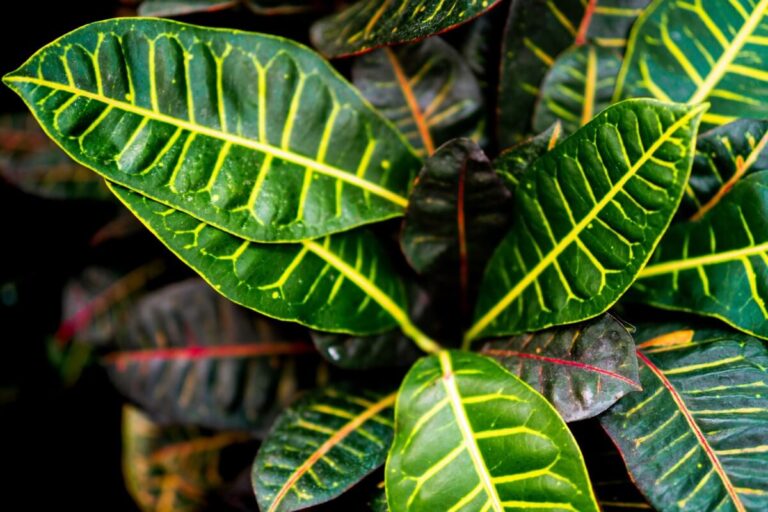 11 Common Causes of Croton Leaves Turning Yellow or Brown Petal Republic